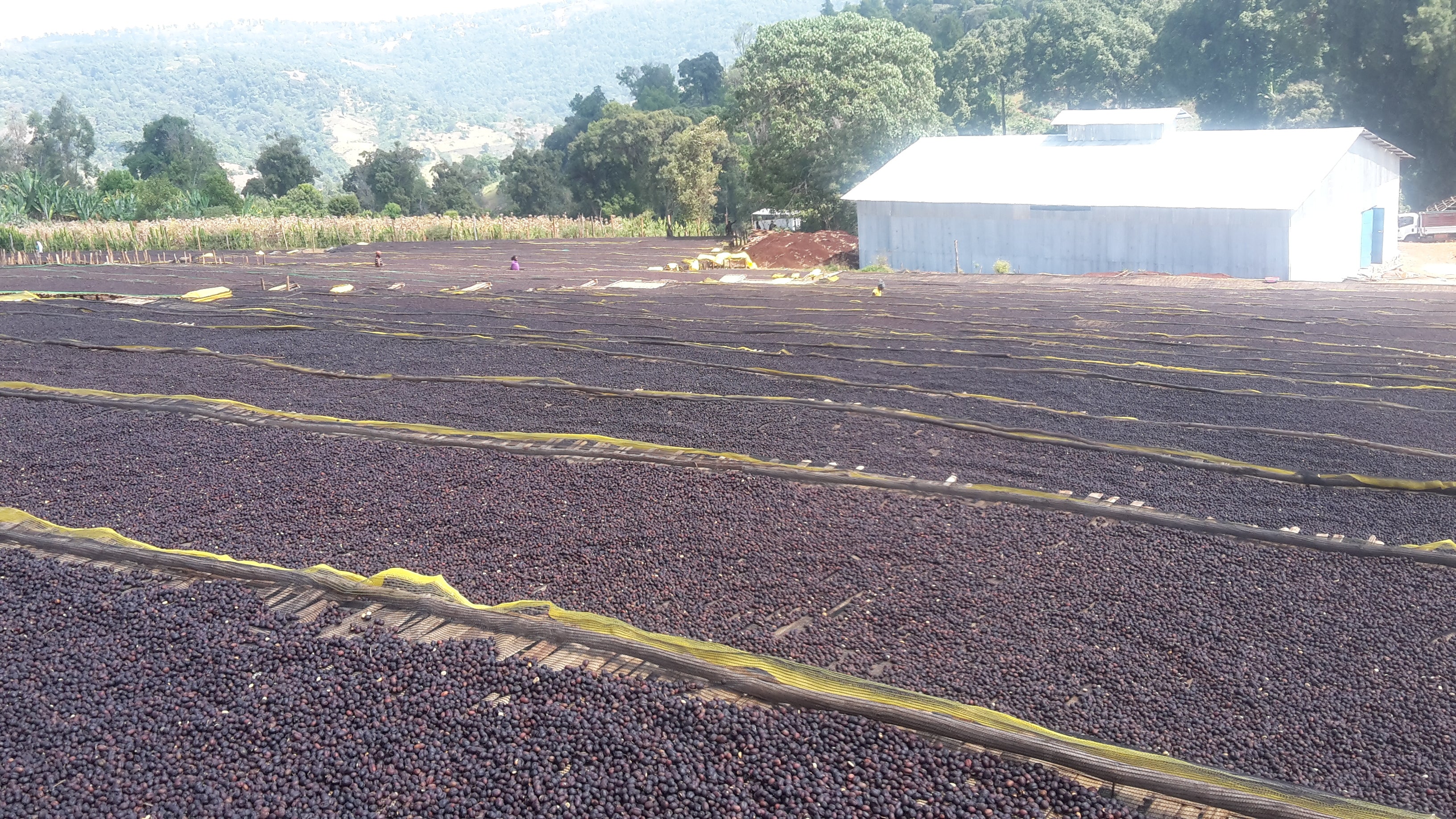 Ethiopia SunDried Natural - Welichu Wachu